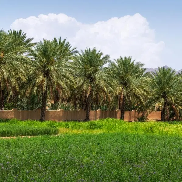 Oman: SEZAD nears 2024 goal with 85% tree planting completed in Duqm