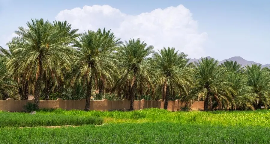 Oman: SEZAD nears 2024 goal with 85% tree planting completed in Duqm