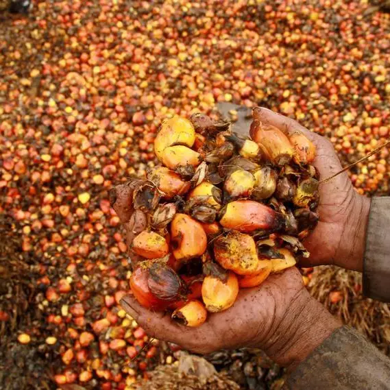 Palm oil industry stakeholders optimistic on growth prospects in Philippines