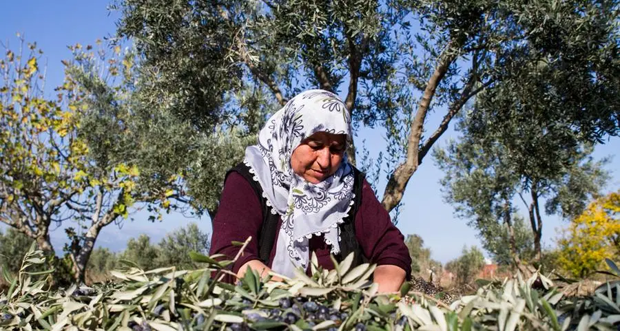 24th Olive Festival to highlight Jordan’s agricultural heritage