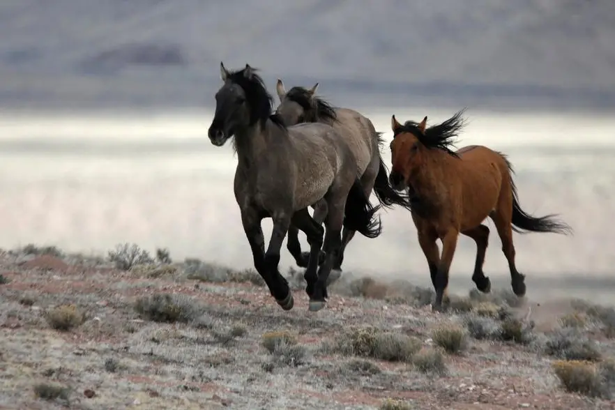 FILE PHOTO: Several wild horses escape the Bureau of Land Management (BLM) gather trap along Highway 21 near the Sulphur Herd Management Area south of Garrison, Utah, February 26, 2015. Picture taken February 26, 2015. REUTERS/Jim Urquhart Image used for illustrative purpose. , Reuters