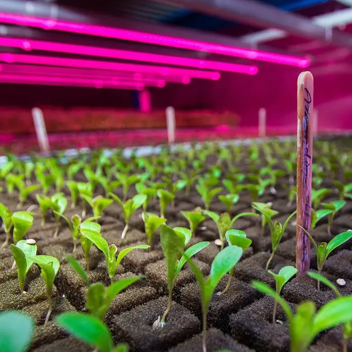 Edamah and Badia Farms partner on innovative agricultural project