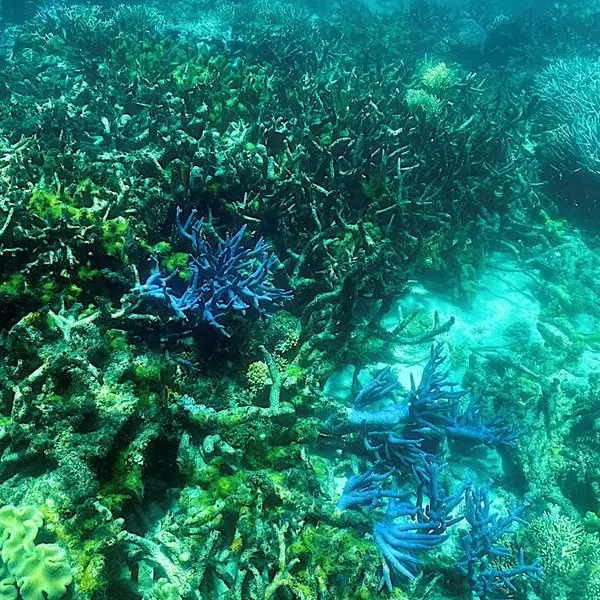 Australia's Great Barrier Reef in grip of 'mass bleaching event'