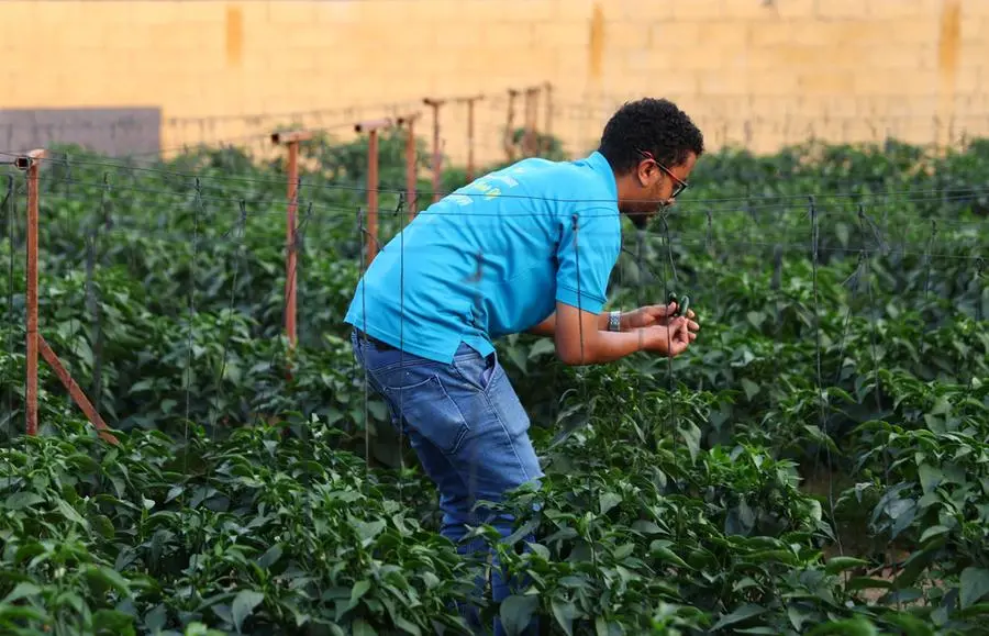 Agriculture meets technology at sustainable farm in the UAE desert