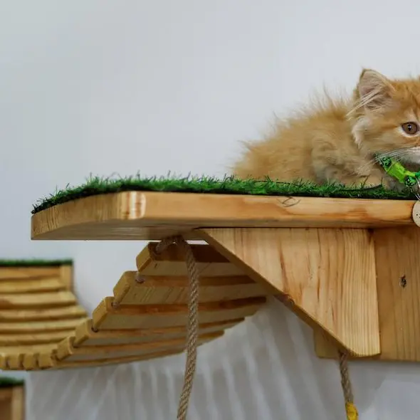 Palestinian woman opens Gaza's first cat cafe
