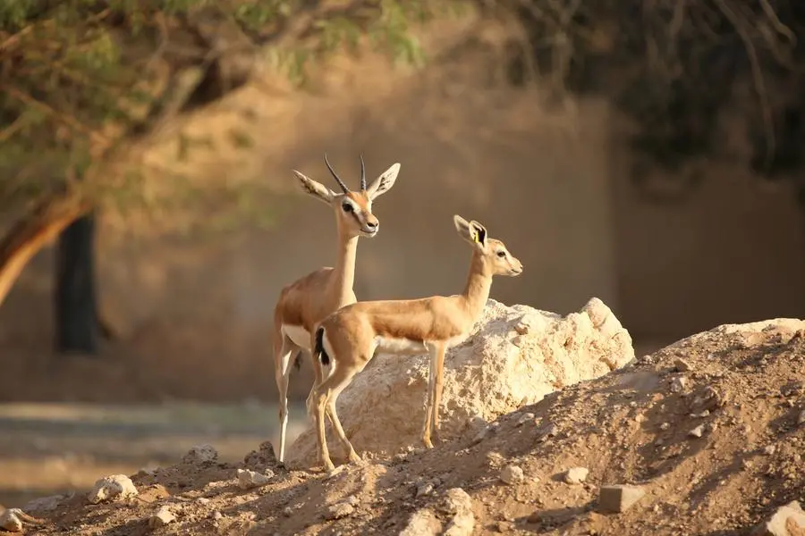 <p>Nine globally significant Key Biodiversity Areas identified in the UAE</p>\\n