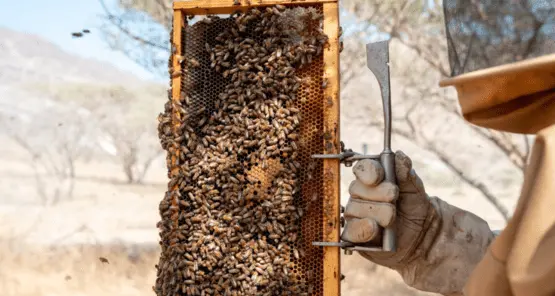 Fujairah Research Centre showcases the groundbreaking potential of bees in collaboration with dozens of international research centers