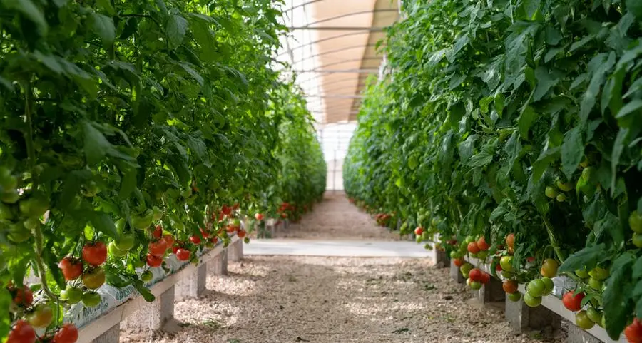 Qatar: Local farmer’s markets see growing demand