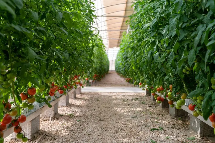 Greenhouses red and green tomatoes,Close-up of tomatoes growing on plant in greenhouse,Doha,Qatar. Getty Images Image used for illustrative purpose