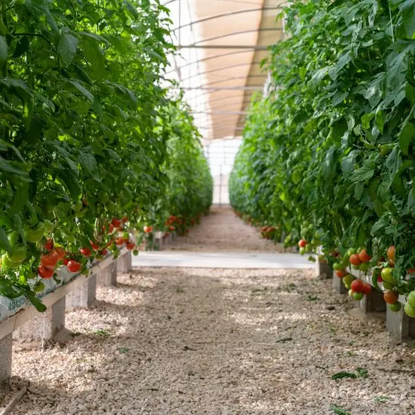 Local farm products win over consumers in Qatar