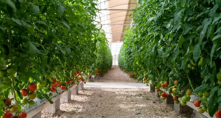 New success for agriculture research in Qatar
