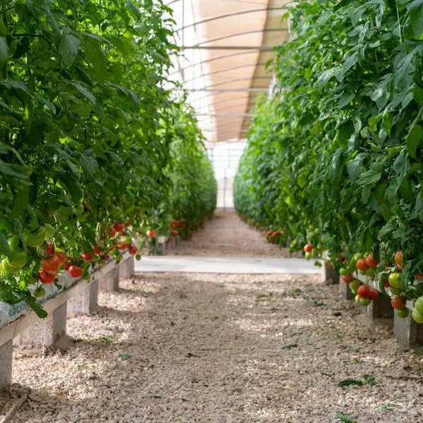 Agrico opens urban farm at Qatar Foundation's Green Island