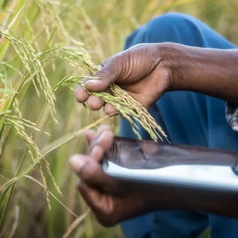 New Nigeria People’s Party's Edema demands accountability on FG rice distribution