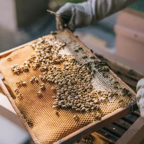 Jordan’s honeybees: Unlikely heroes of food security stung by climate change