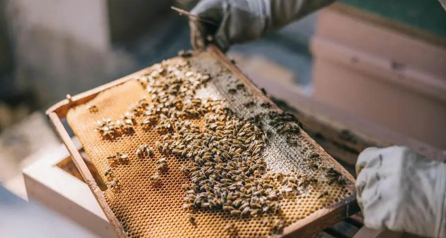 Jordan’s honeybees: Unlikely heroes of food security stung by climate change