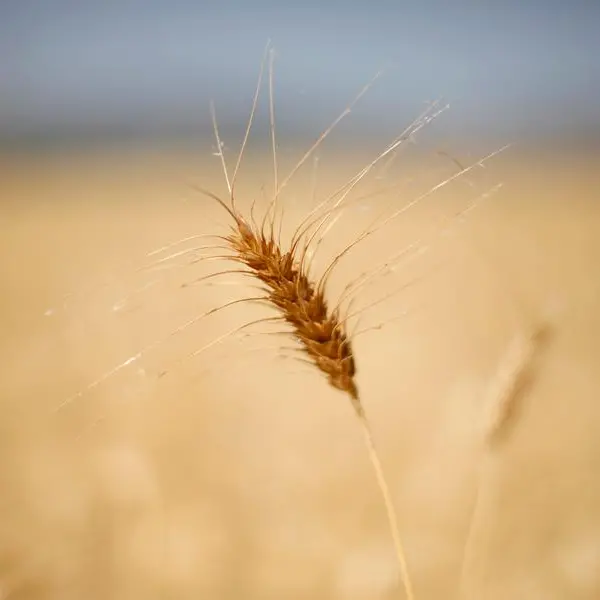 السعودية تطرح مناقصة لشراء 480 ألف طن من القمح