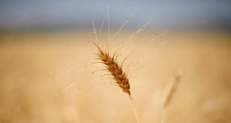 السعودية تطرح مناقصة لشراء 480 ألف طن من القمح