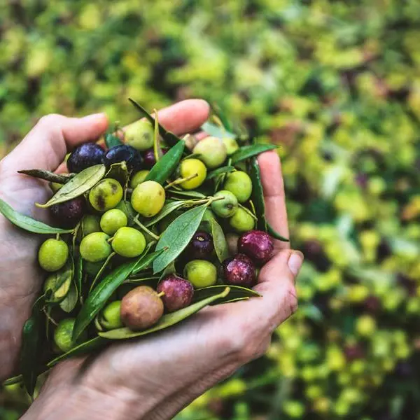 Olive oil harvest in Jordan hit hard by climate change, farmers experience drastic reductions in yields