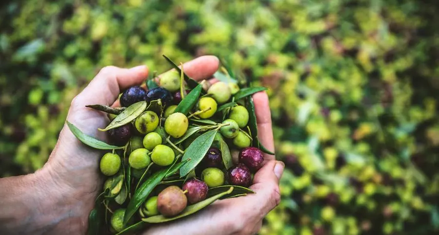Tunisia: Climate change could reduce annual olive production by 2.3% between 2022 and 2050