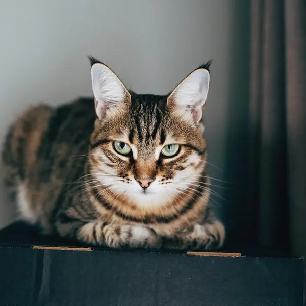 Missing cat Lucky returns home after being lost for a year