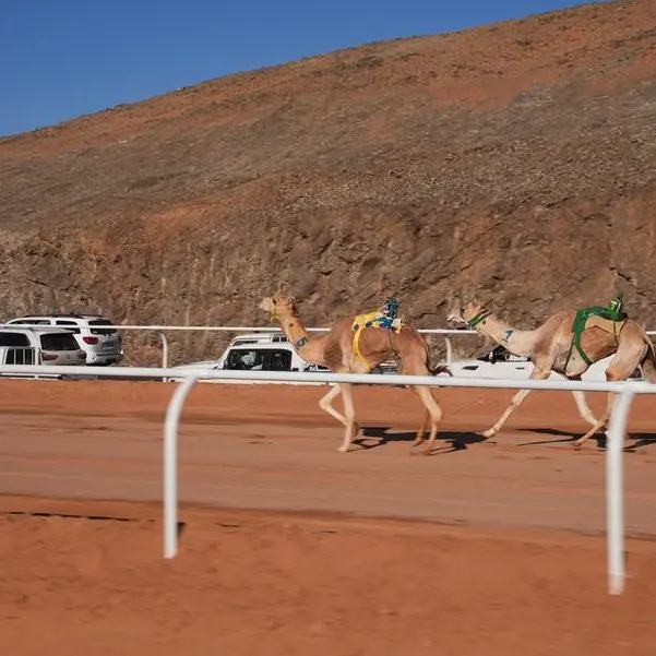 AlUla Gears up for First World Championship for International Camel Endurance on May 4
