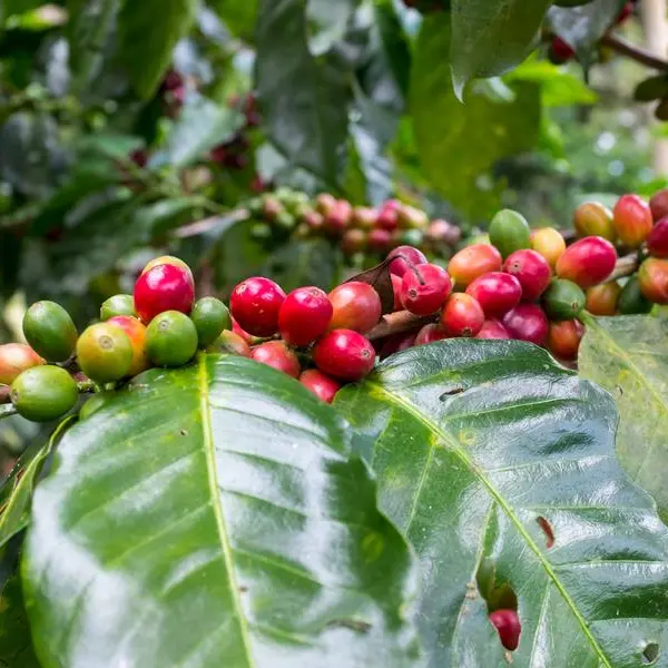 Saudi Arabia seeks to expand coffee production to boost economy
