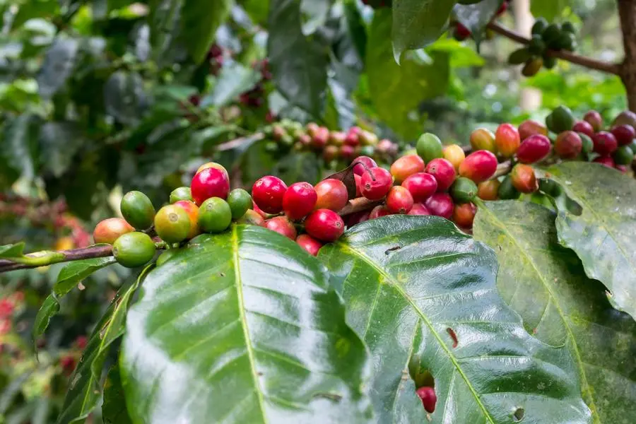 Saudi Arabia seeks to expand coffee production to boost economy