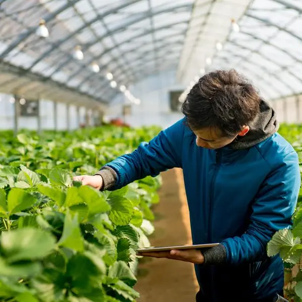 Topian opens first climate-resilient greenhouse in Saudi's NEOM