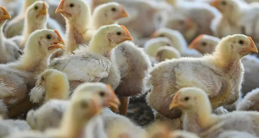 Bird flu in humans? Experts see little risk