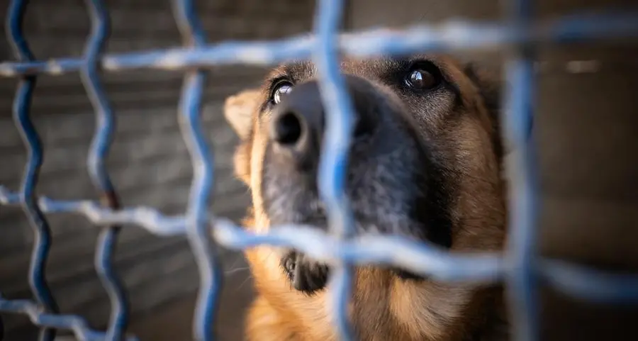 Riyadh launches campaign to ensure animal welfare and compliance in pet facilities