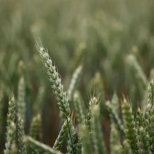 Wheat drops to 3-month low on supply pressure; corn, soybeans ease