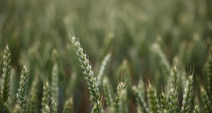 Wheat drops to 3-month low on supply pressure; corn, soybeans ease