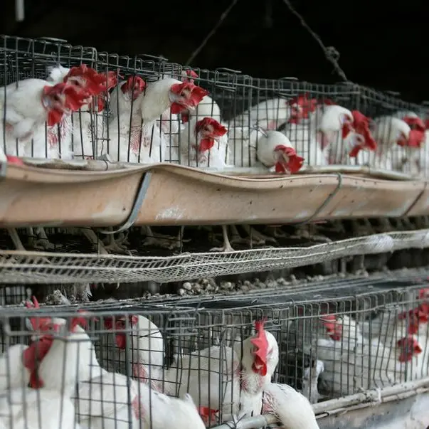 Philippines bans imports of poultry products from Australia due to bird flu