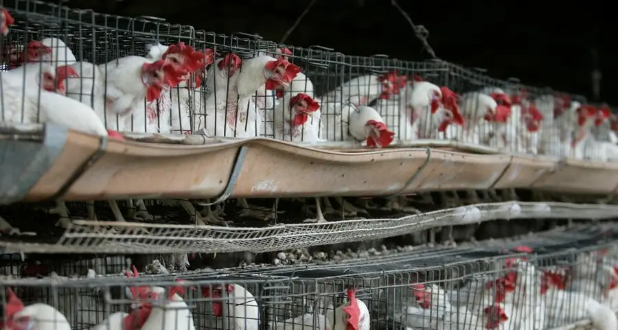Philippines bans imports of poultry products from Australia due to bird flu