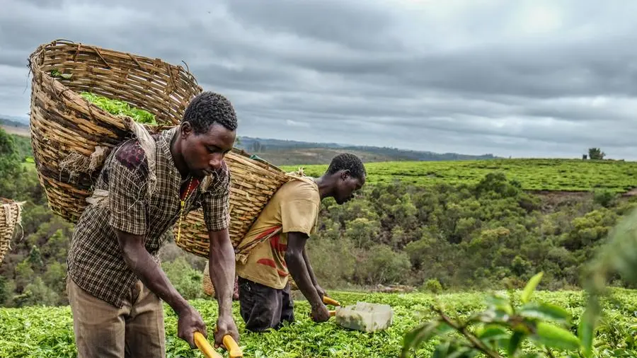 DMCC forecasts global tea market to near $300bln