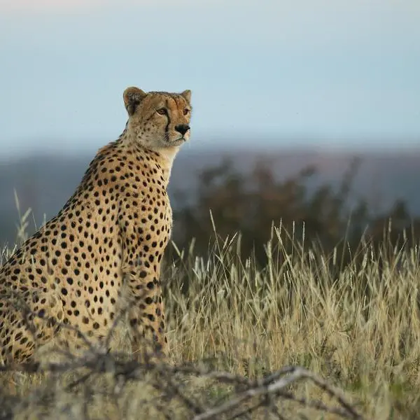 Cheetah spotted in Djibouti for the first time in over 30 years