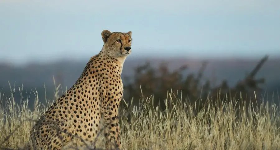 Cheetah spotted in Djibouti for the first time in over 30 years