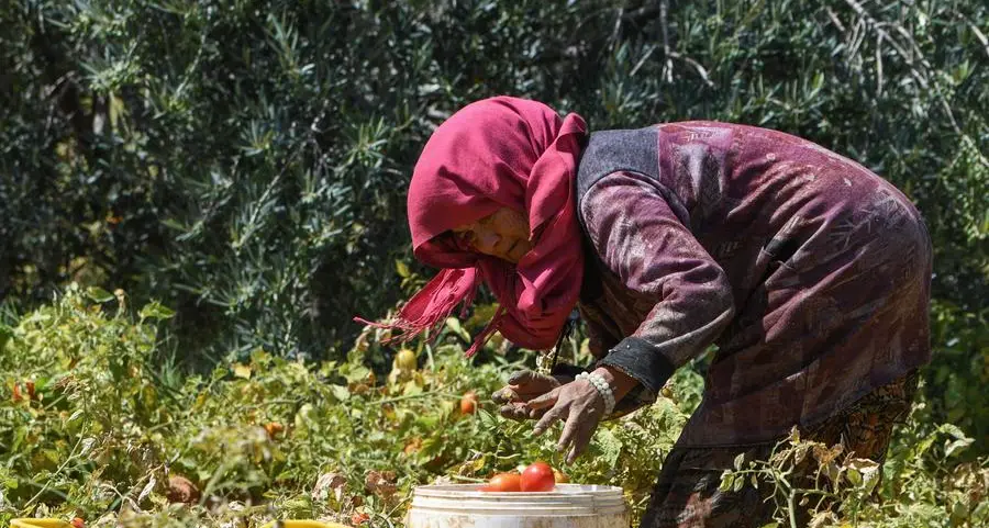 Tunisia: Desalination projects boost agricultural production and diversification in Mahdia