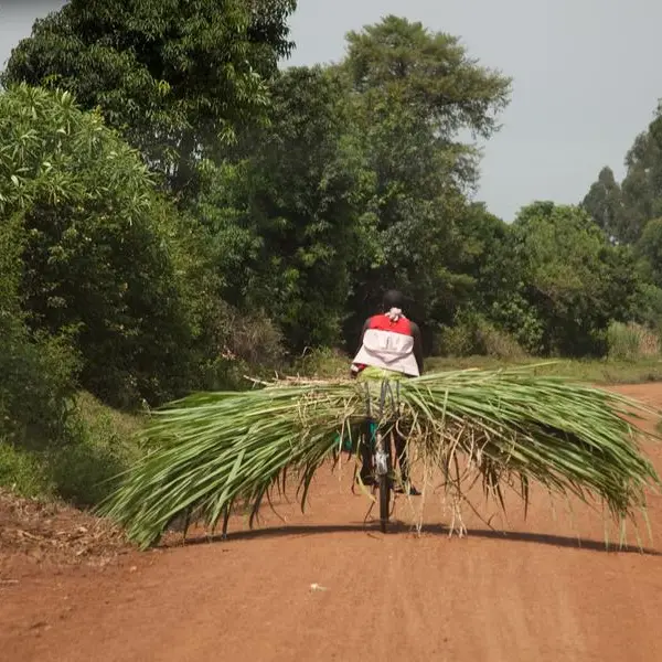 Kenya's sugar production declines 31% amid raw material shortage