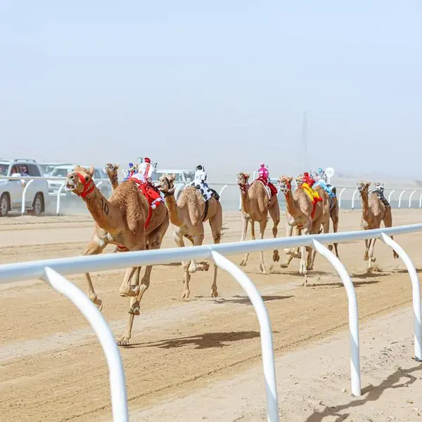 Saudi: AlUla Camel Cup's prizes worth more than $21.33mln
