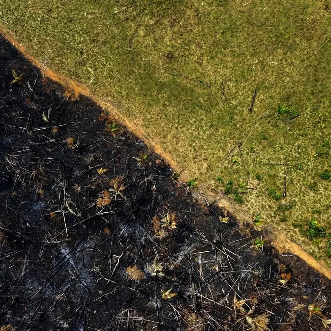 Brazilian Amazon deforestation falls 31% under Lula