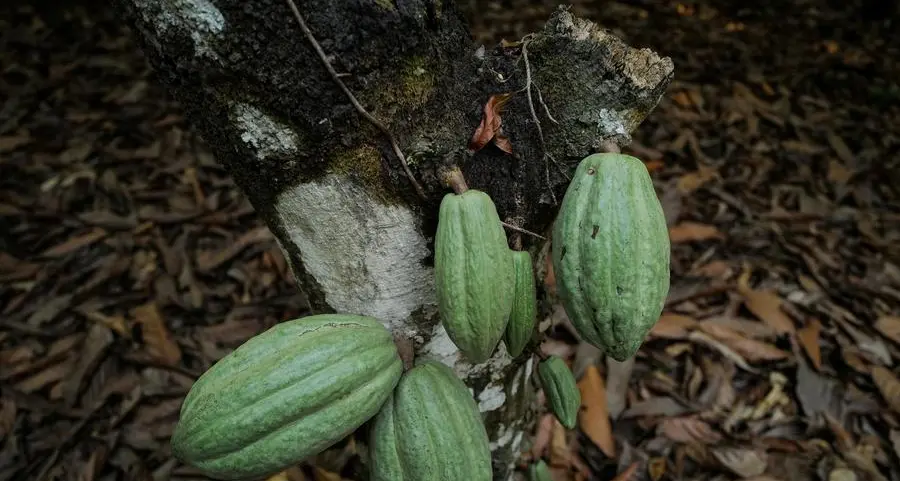 Cocoa traders suffer $1bln blow amid Ghana supply issues