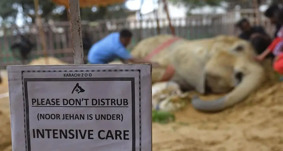 Ailing Pakistan elephant dies, leaving 'mourning' partner in limbo