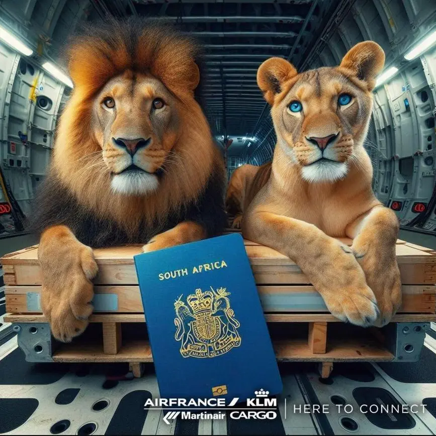 Air France KLM Martinair Cargo facilitates special transport of lions Vasylyna and Nikola to South Africa