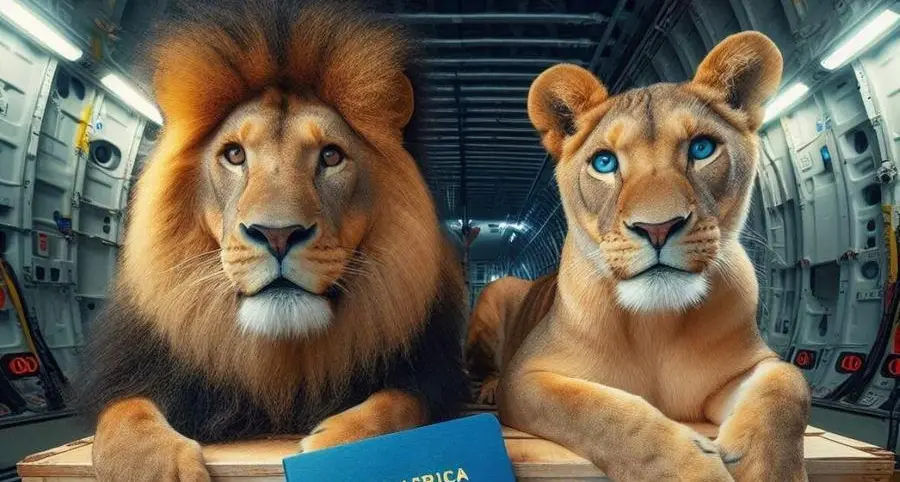 Air France KLM Martinair Cargo facilitates special transport of lions Vasylyna and Nikola to South Africa