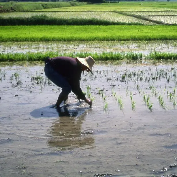 New facility to cut IRRI rice breeding process to 2 years in Philippines