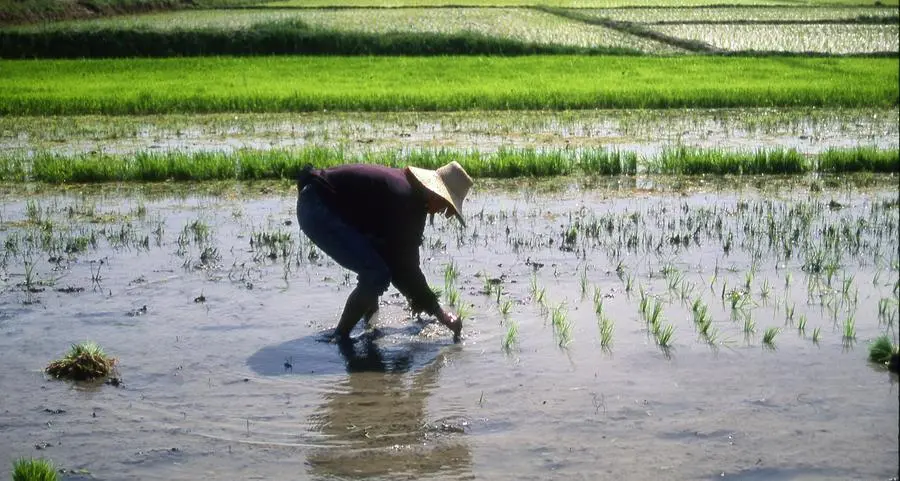Repeal of liberalization law urged to combat high rice inflation in Philippines