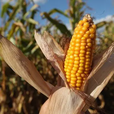 Egypt: Corn import bill increases to $1.5bln monthly