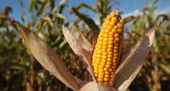 Egypt: Corn import bill increases to $1.5bln monthly