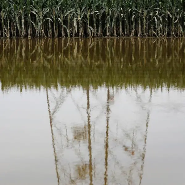 More rain may delay crops in top Chinese corn, soy region - weather bureau